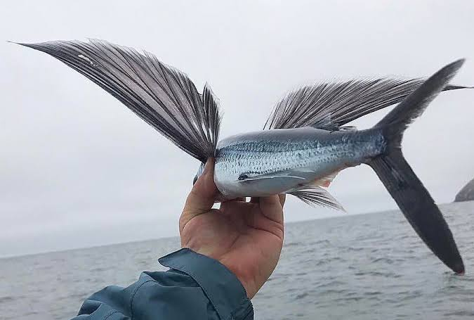675x455