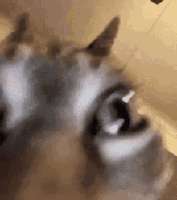 220x248
