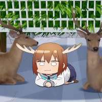 736x736