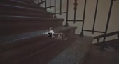 444x240