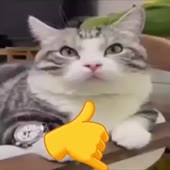 320x320
