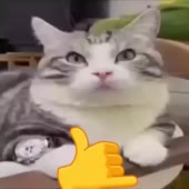 320x320