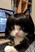 480x712