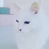 7807