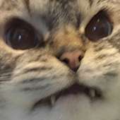 723