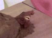 3943