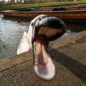 153