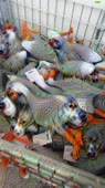 406x720