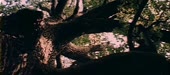 500x222