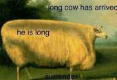 491x337