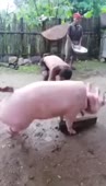 368x640