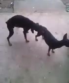 300x360