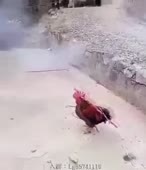310x360
