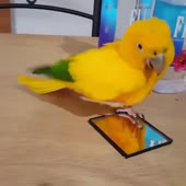 720x720