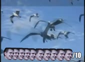 490x360