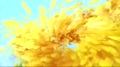 1280x720