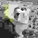 135x135