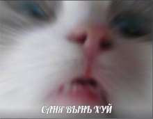 436x339