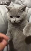 460x754