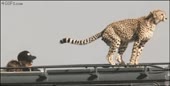 446x228