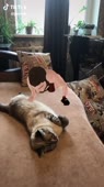 406x720