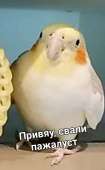 796x1280