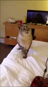 406x720
