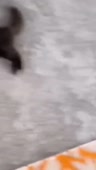 460x810