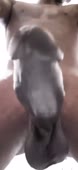 590x1280