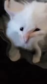 406x720