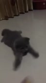 720x1278