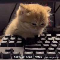 736x736