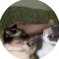 630x630