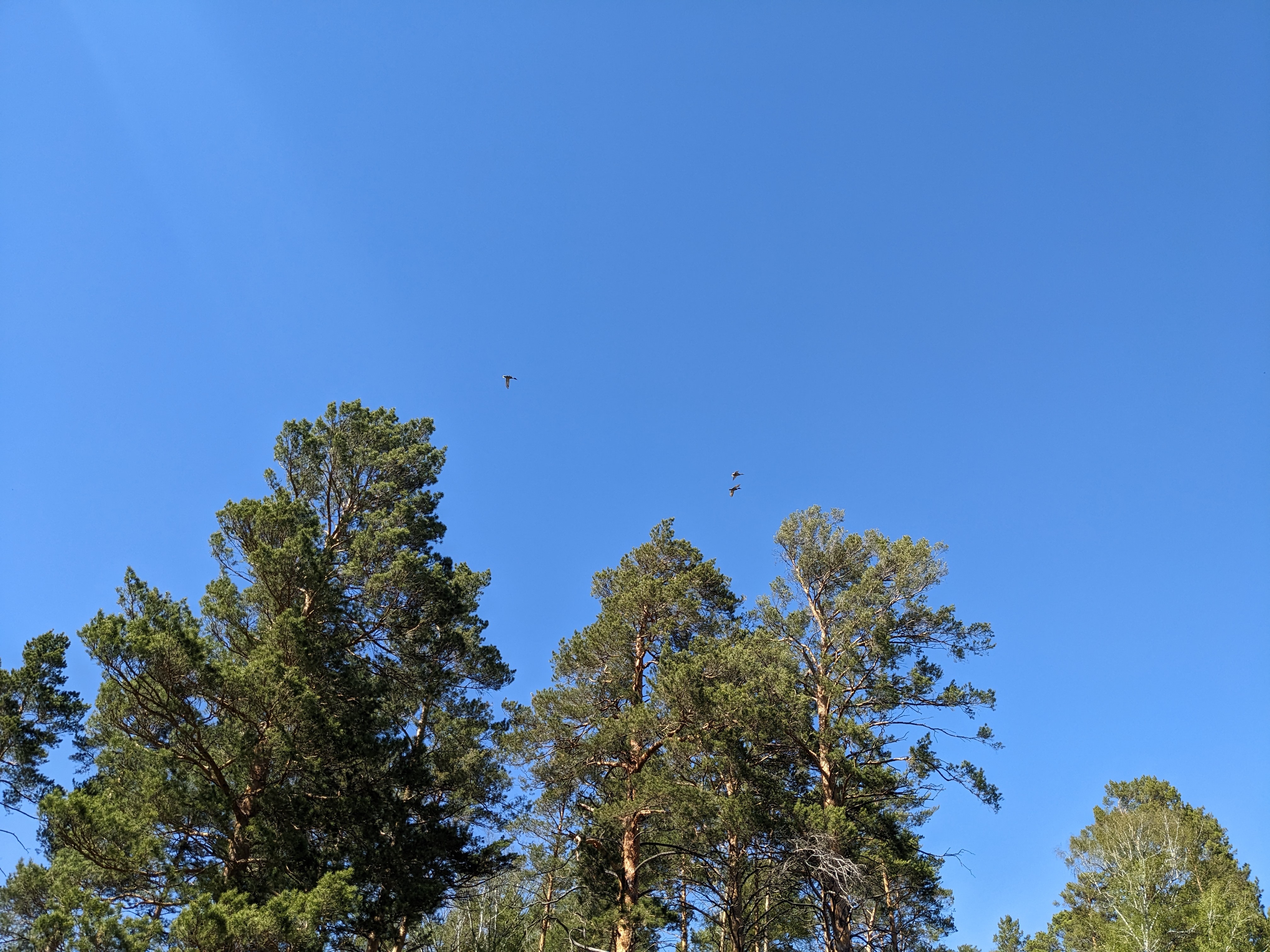 4032x3024