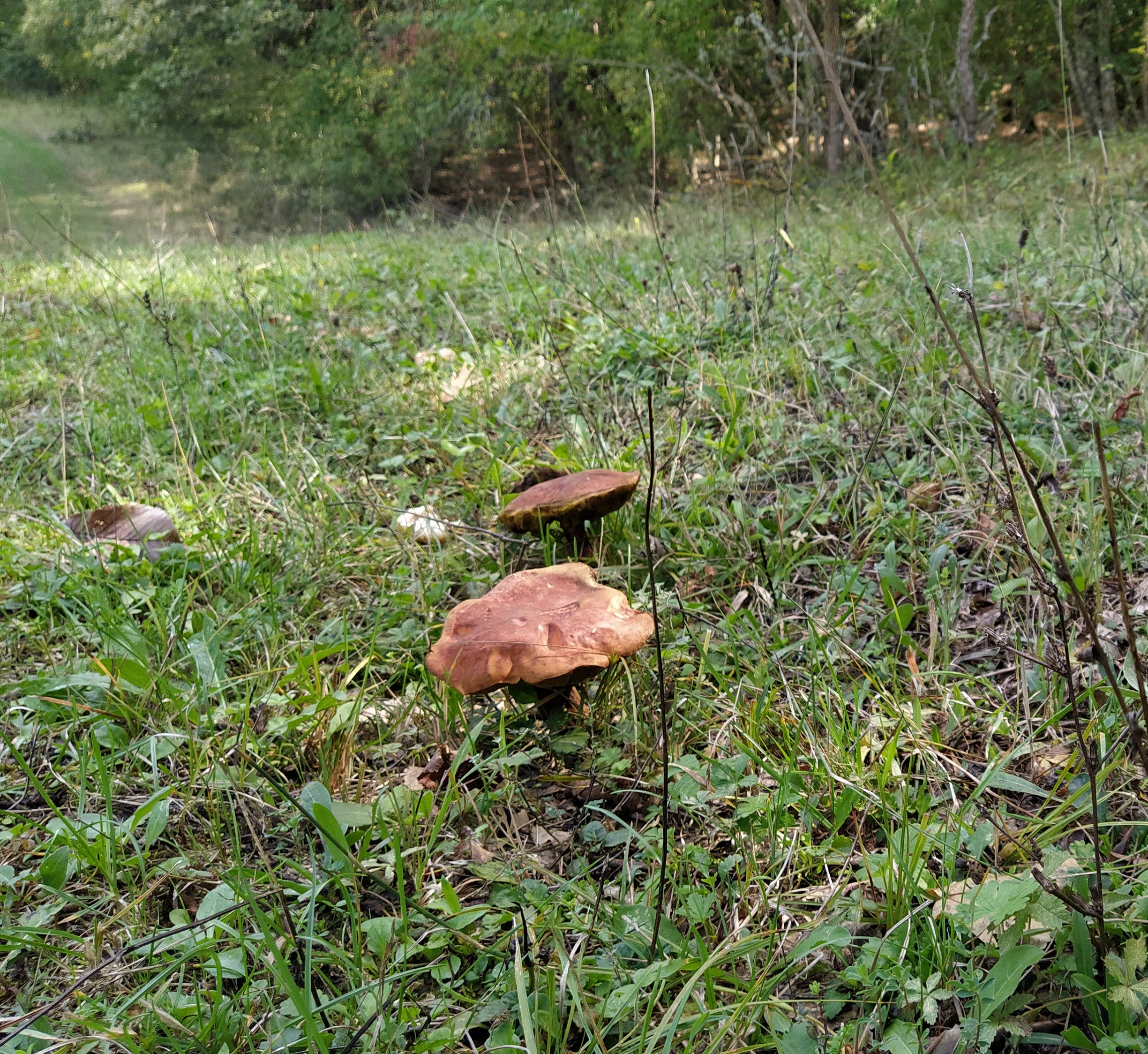 2449x2248