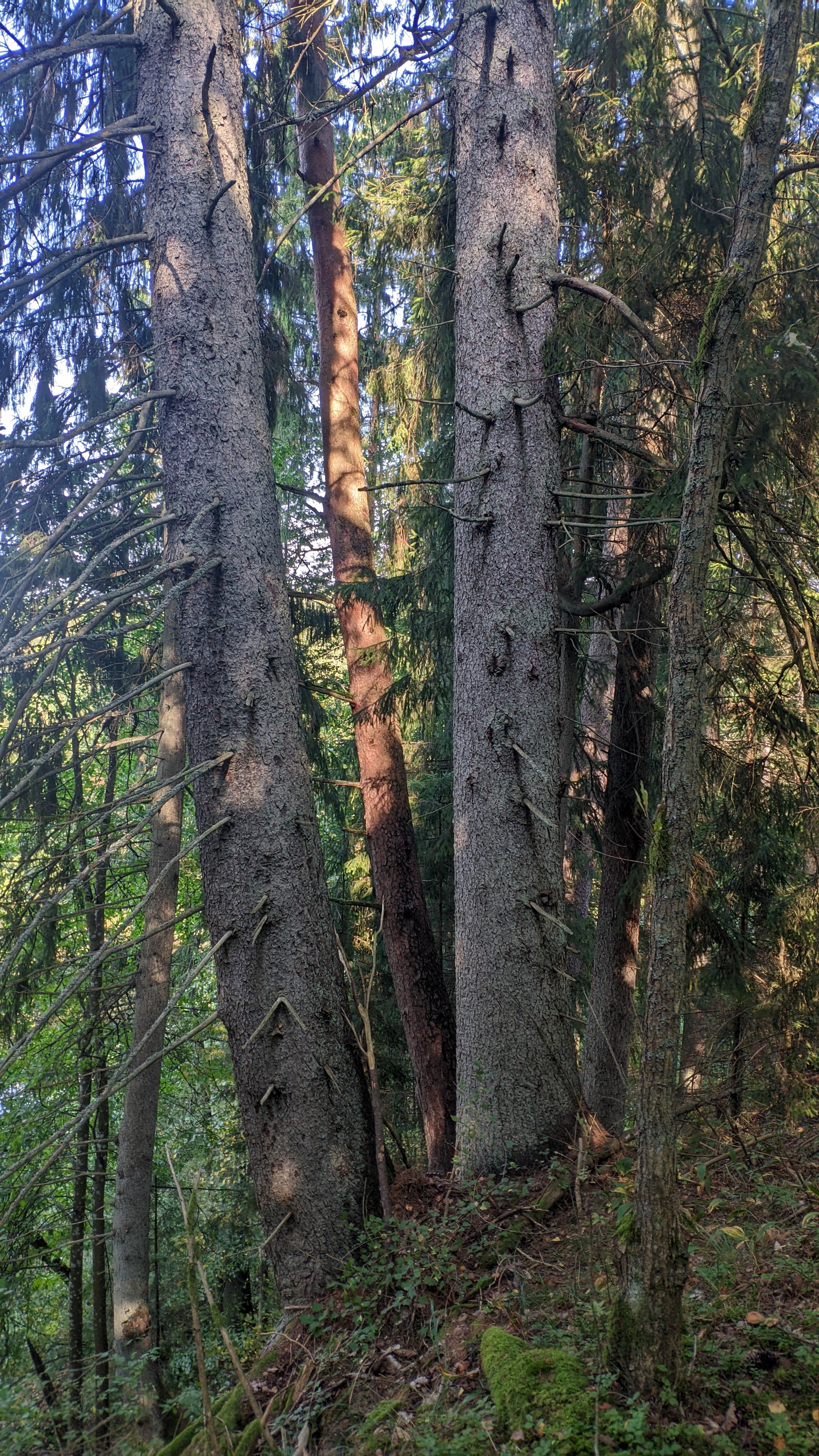 2268x4032