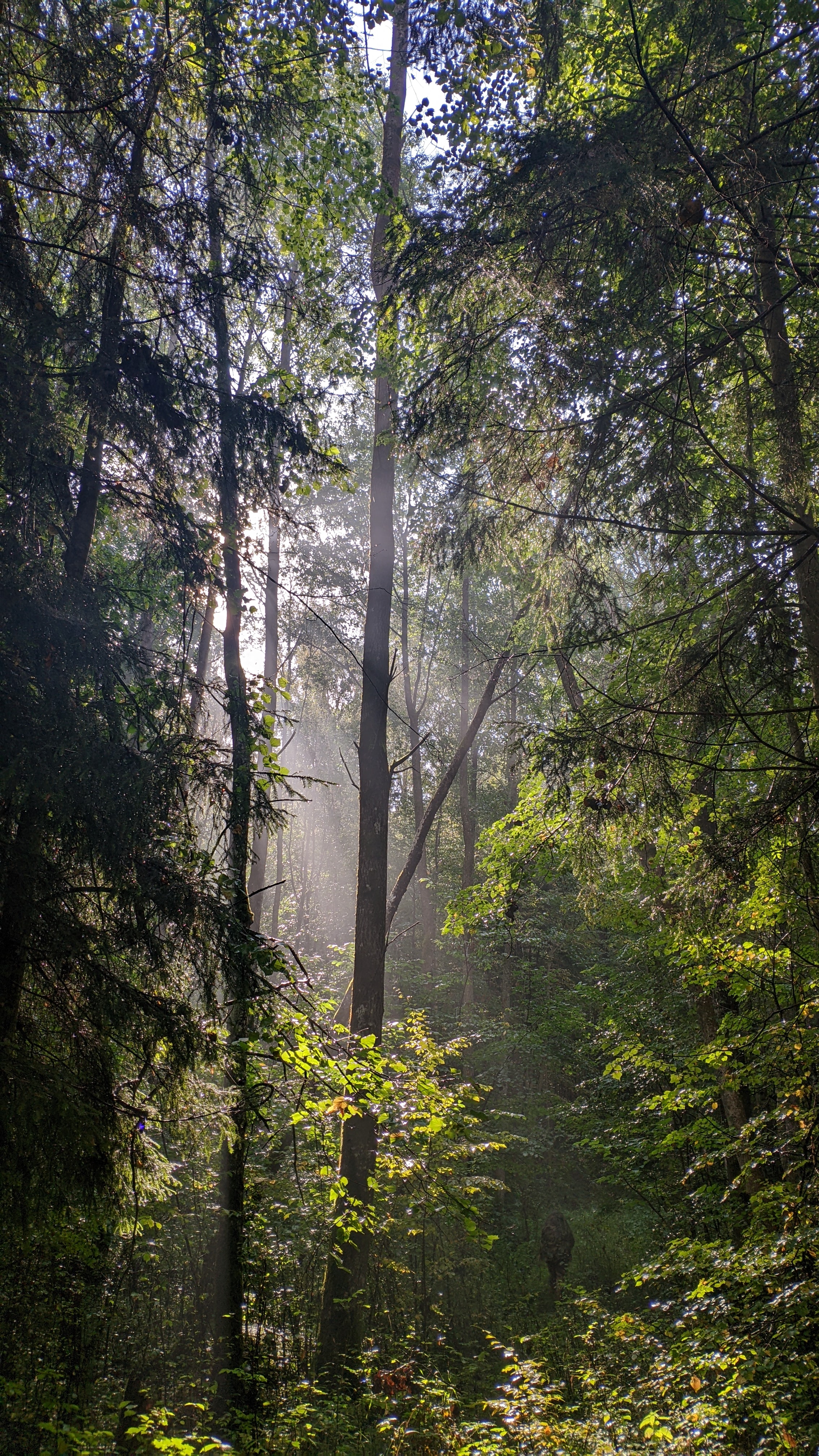 2268x4032