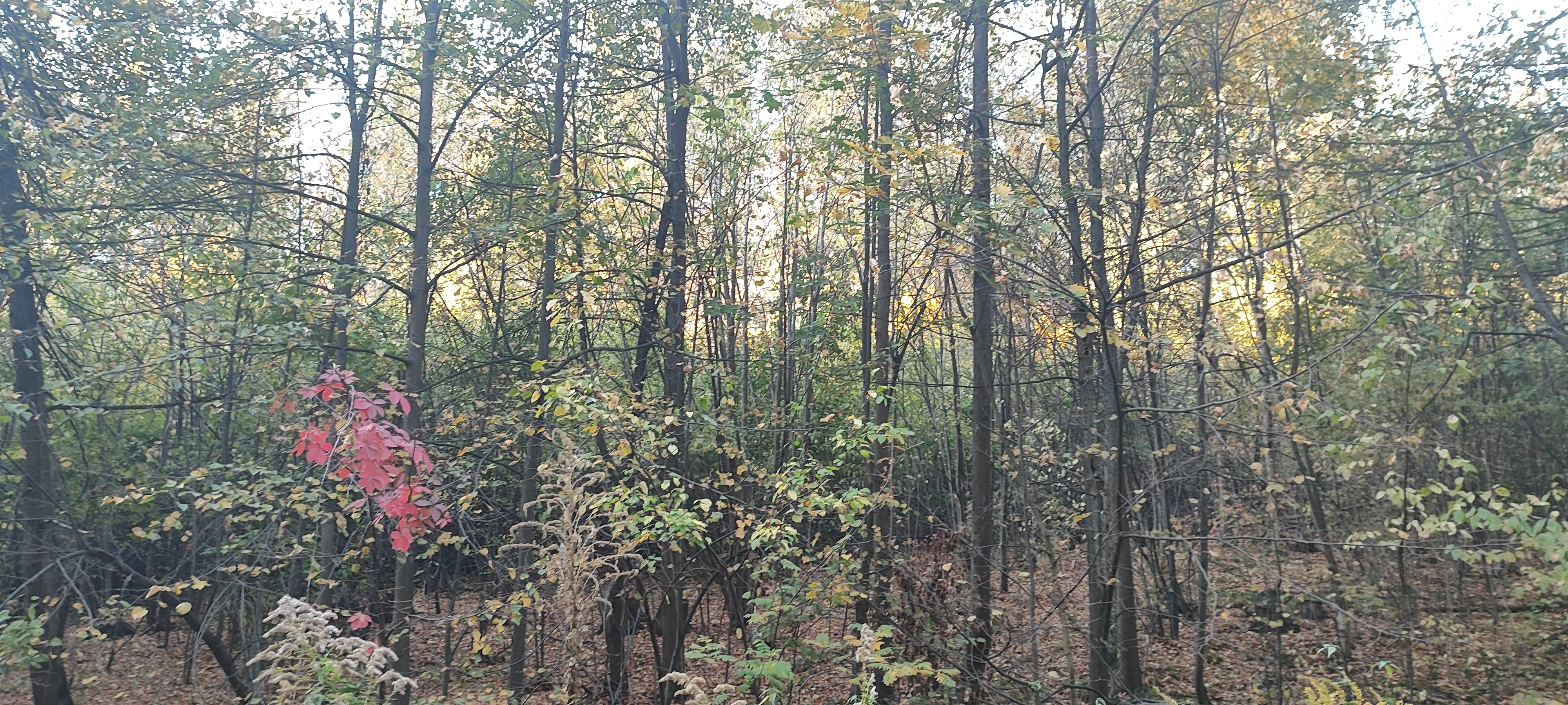 4000x1800