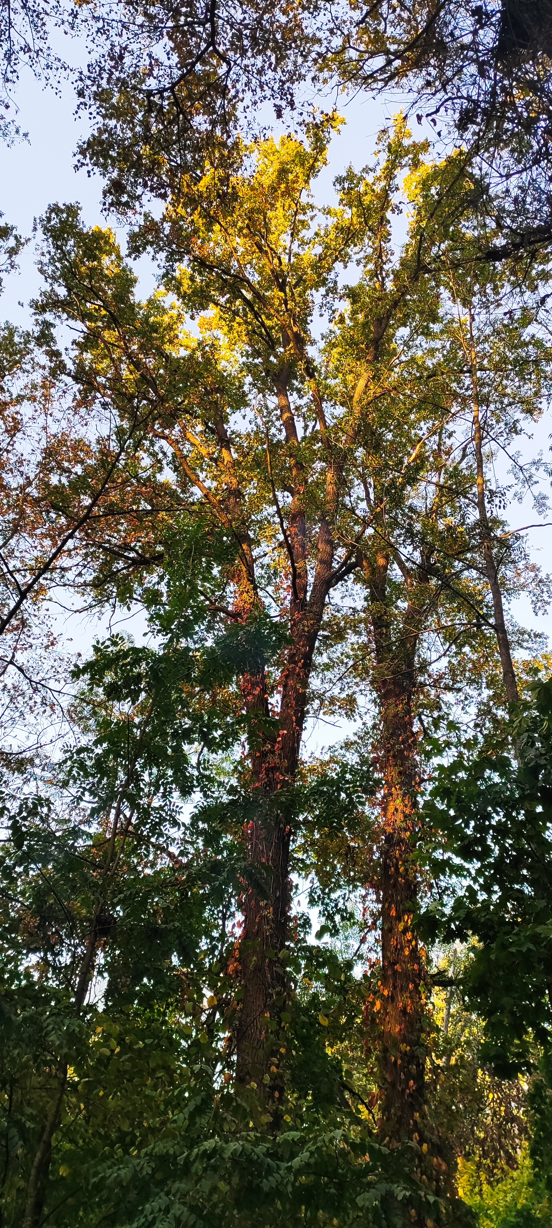 1800x4000