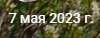 100x38