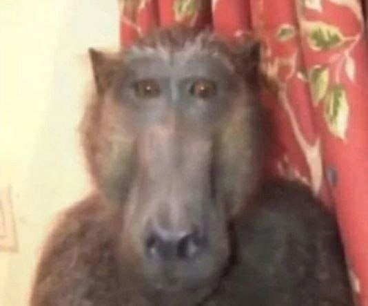 534x443