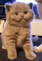 369x533