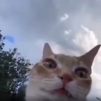 368x368