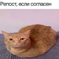 736x736
