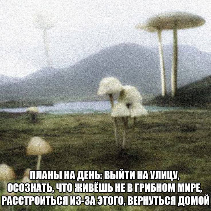 736x736