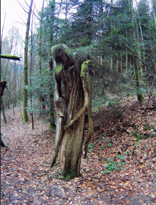 504x661