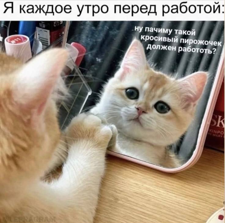 736x731