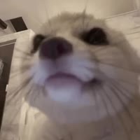 320x320