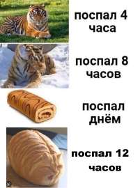 730x978