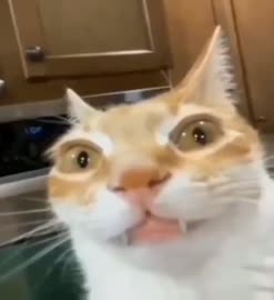 440x480